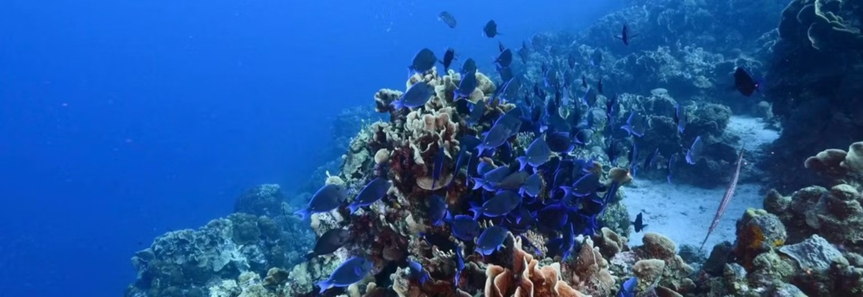 Edition: Rio Ocean Week